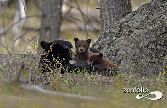 black bear (108)