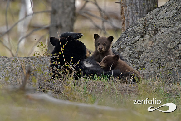 black bear (110)