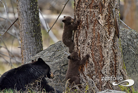 black bear (129)