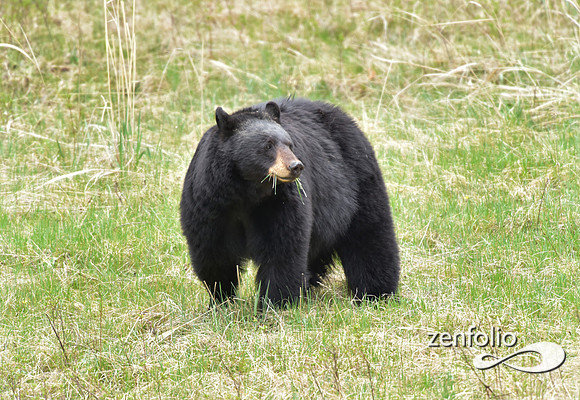 black bear (151)
