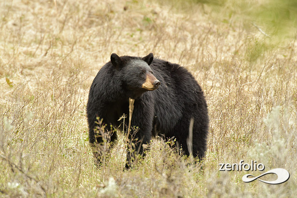 black bear (157)
