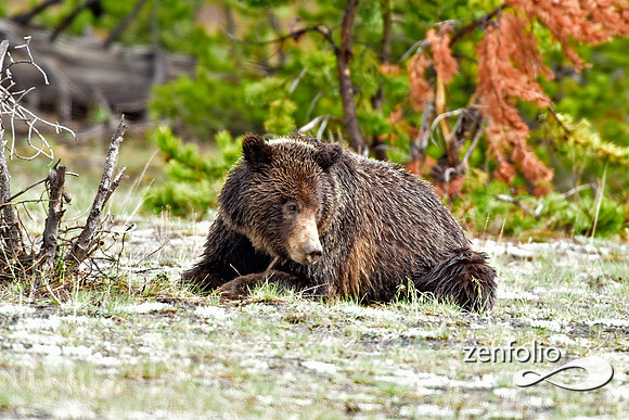 _TED7826