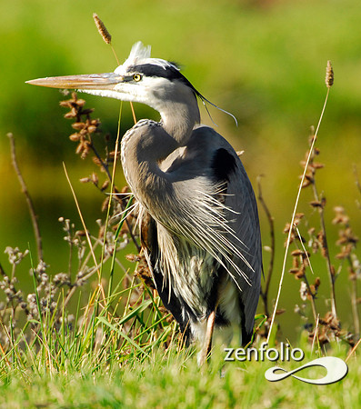 heron