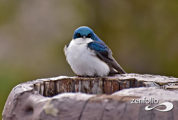 tree swallow.