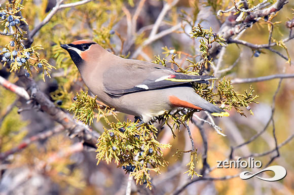 bohemian waxwings (4)