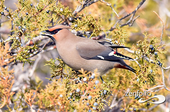 bohemian waxwings (8)