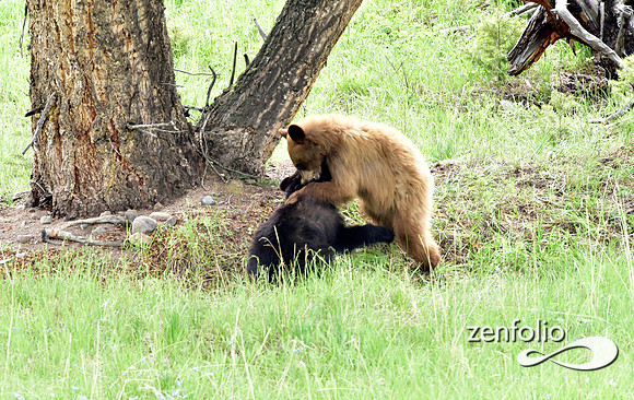 black bear with cubs playing (1)