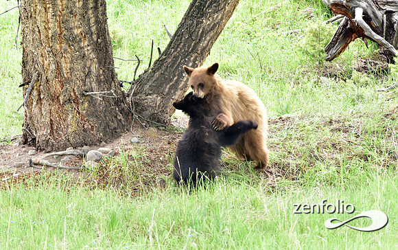 black bear with cubs playing (2)