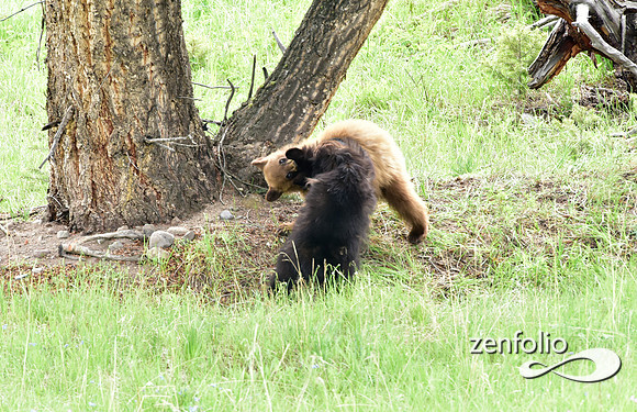 black bear with cubs playing (3)