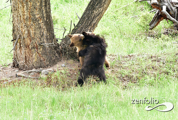 black bear with cubs playing (4)