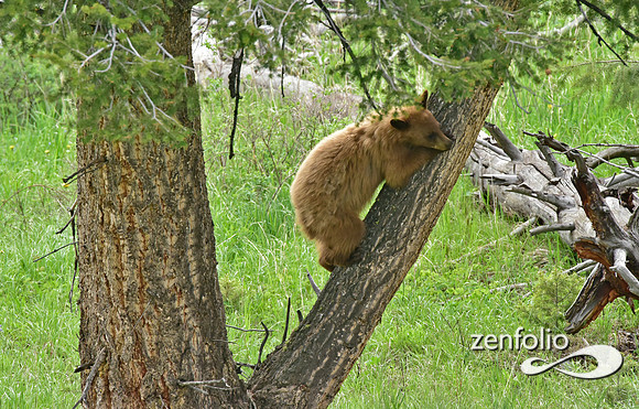 black bear with cubs playing (5)
