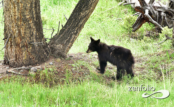 black bear with cubs playing (6)