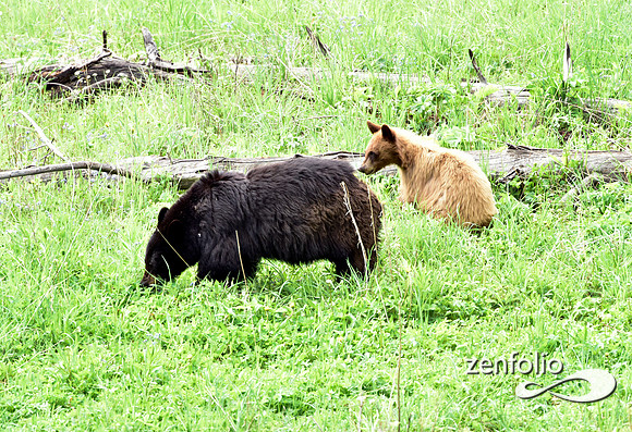 black bear with cubs playing (8)