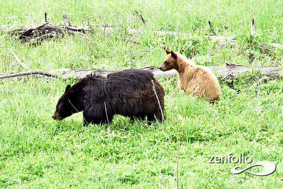 black bear with cubs playing (9)