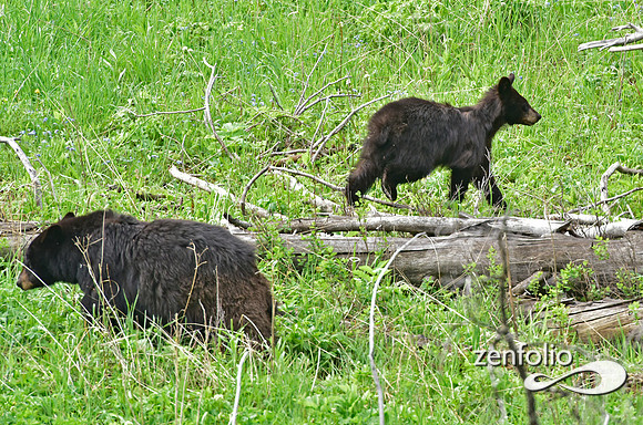 black bear with cubs playing (7)