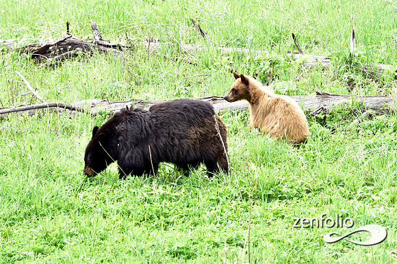 black bear with cubs playing (10)
