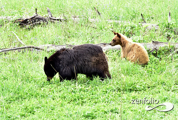 black bear with cubs playing (11)