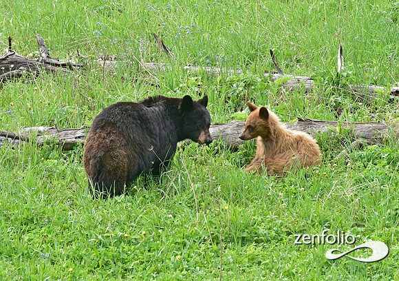 black bear with cubs playing (12)
