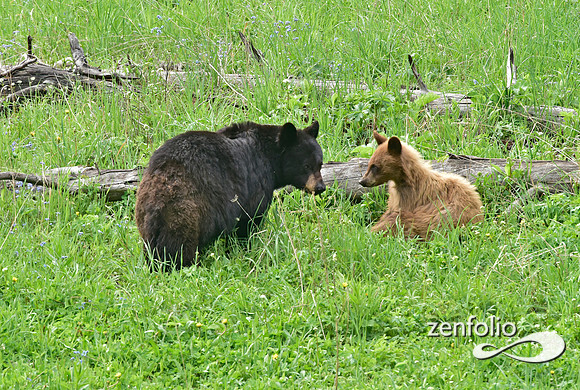 black bear with cubs playing (13)