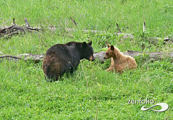 black bear with cubs playing (14)
