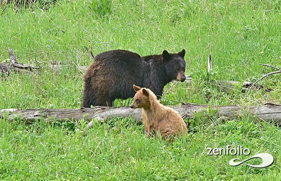 black bear with cubs playing (15)