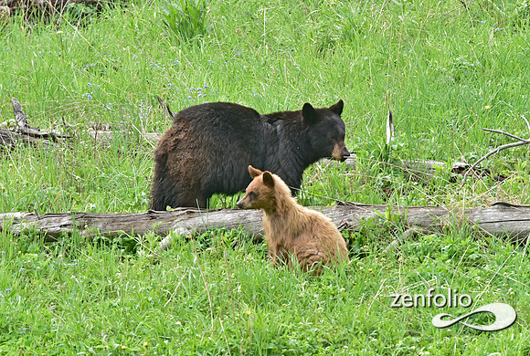 black bear with cubs playing (16)