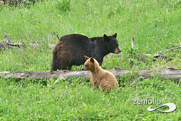 black bear with cubs playing (17)