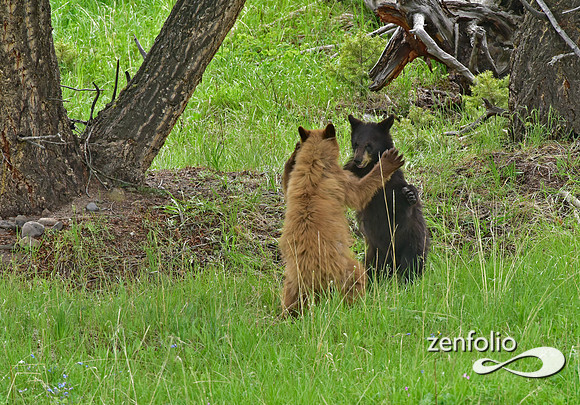 black bear with cubs playing (18)