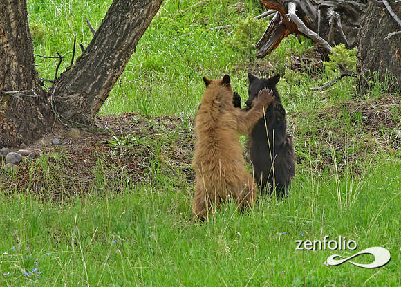 black bear with cubs playing (19)