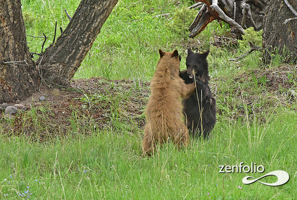black bear with cubs playing (20)