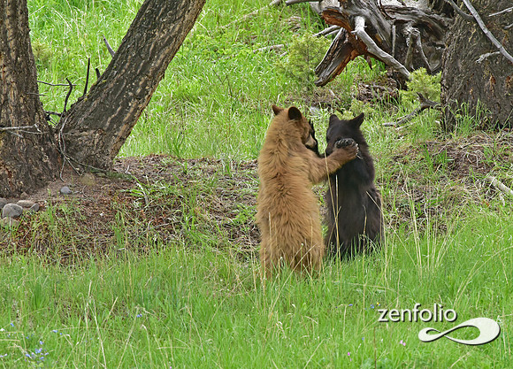 black bear with cubs playing (21)