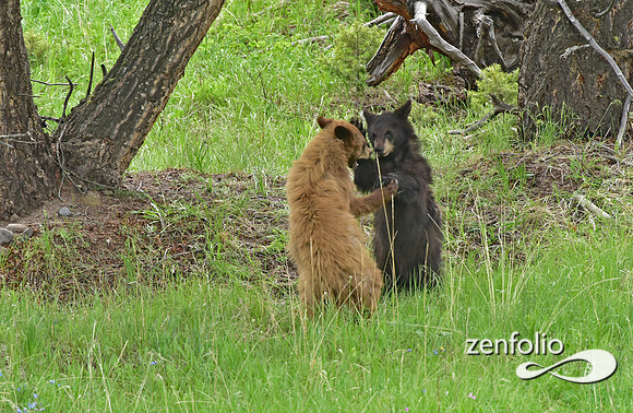 black bear with cubs playing (22)