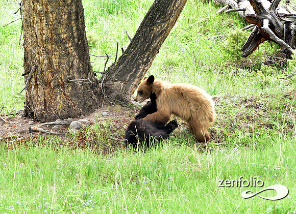 black bear with cubs playing (23)