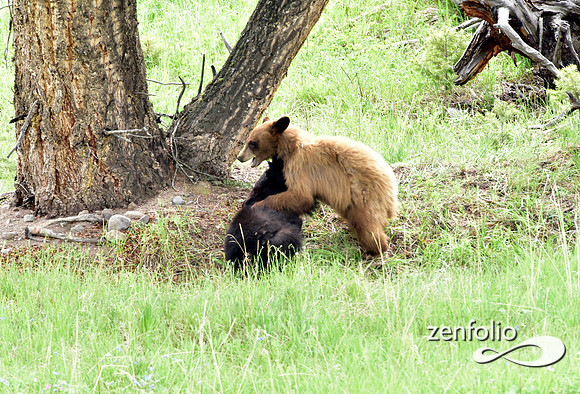 black bear with cubs playing (24)