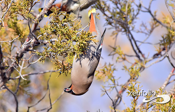 bohemian waxwings (12)
