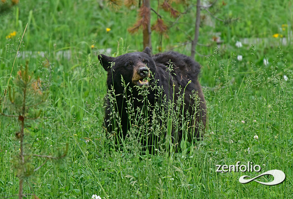 black bear (1)