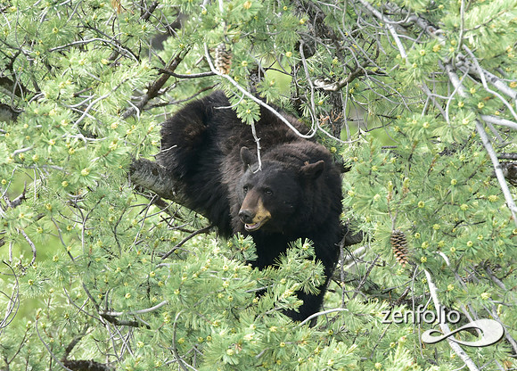 black bear (2)