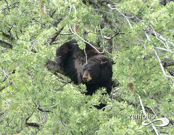 black bear (3)