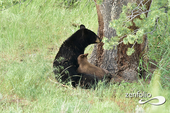 black bear nursing.