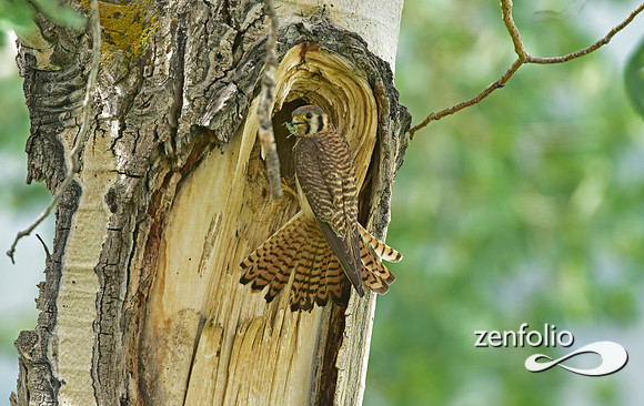 nesting kestrel (1)