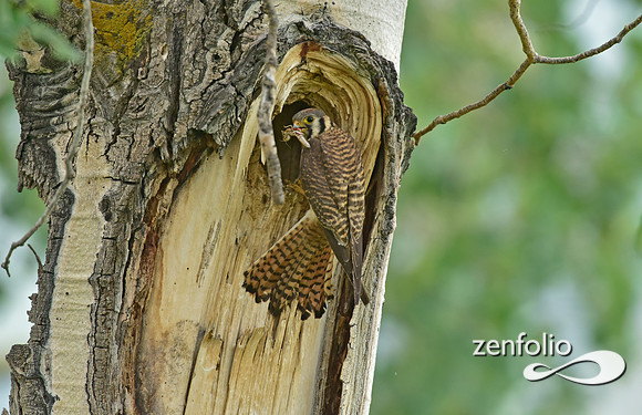 nesting kestrel (5)