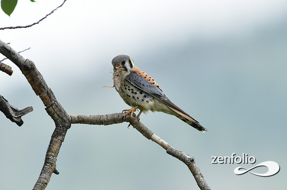nesting kestrel.
