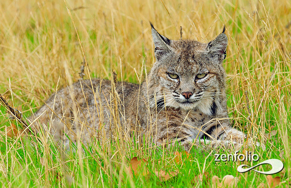 bobcat