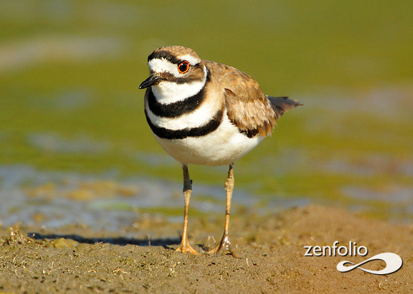 killdeer