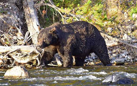 lehardey rapids grizzly (18)