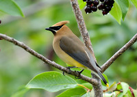 cedar wax wings