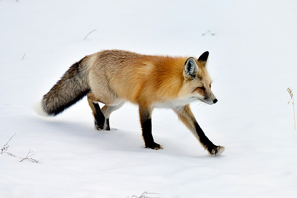 winter fox (6)