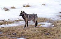 blacktail lakes wolf
