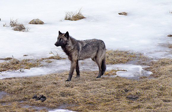 blacktail lakes wolf