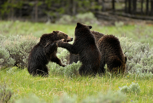 grizzly with cubs